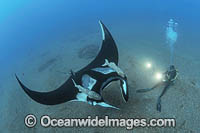 Diver with Manta Ray Photo - Michael Patrick O'Neill