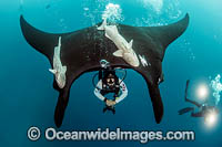 Diver with Manta Ray Photo - Michael Patrick O'Neill