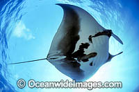 Giant Oceanic Manta Ray Photo - Michael Patrick O'Neill