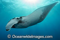 Giant Oceanic Manta Ray Photo - Michael Patrick O'Neill