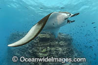 Giant Oceanic Manta Ray Photo - Michael Patrick O'Neill