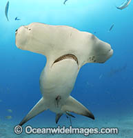 Great Hammerhead Shark Photo - Michael Patrick O'Neill