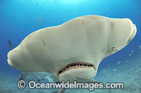 Great Hammerhead Shark Photo - Michael Patrick O'Neill