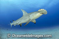 Great Hammerhead Shark Photo - Michael Patrick O'Neill
