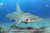 Great Hammerhead Shark Photo - Michael Patrick O'Neill
