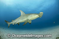 Great Hammerhead Shark Photo - Michael Patrick O'Neill