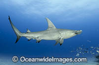 Great Hammerhead Shark Photo - Michael Patrick O'Neill