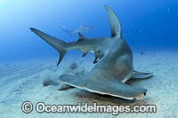 Great Hammerhead Shark Photo - Michael Patrick O'Neill
