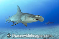Great Hammerhead Shark Photo - Michael Patrick O'Neill