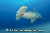 Great Hammerhead Shark Photo - Michael Patrick O'Neill