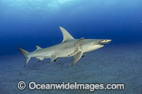 Great Hammerhead Shark Photo - Michael Patrick O'Neill