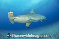 Great Hammerhead Shark Photo - Michael Patrick O'Neill