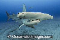 Great Hammerhead Shark Photo - Michael Patrick O'Neill