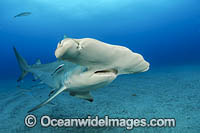Great Hammerhead Shark Photo - Michael Patrick O'Neill