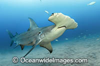 Great Hammerhead Shark Photo - Michael Patrick O'Neill