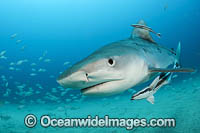 Tiger Shark with suckerfish Photo - Michael Patrick O'Neill