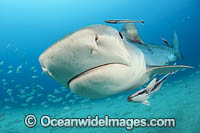Tiger Shark with suckerfish Photo - Michael Patrick O'Neill