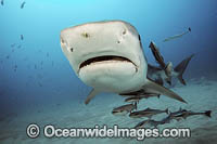 Tiger Shark with suckerfish Photo - Michael Patrick O'Neill
