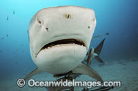 Tiger Shark with suckerfish Photo - Michael Patrick O'Neill