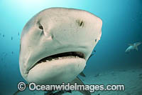 Tiger Shark Photo - Michael Patrick O'Neill