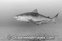 Tiger Shark Photo - Michael Patrick O'Neill