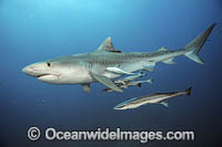 Tiger Shark with suckerfish Photo - Michael Patrick O'Neill
