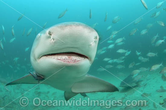 Lemon Shark with schooling Jack photo Lemon Shark with schooling Jack photo