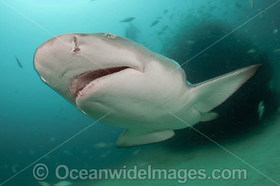 Lemon Sharks with schooling Jack photo Lemon Sharks with schooling Jack photo