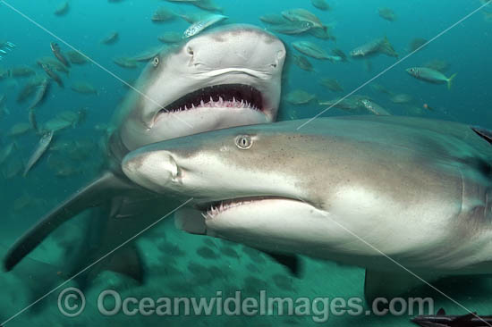 Lemon Shark with schooling Jack photo Lemon Shark with schooling Jack photo