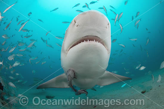 Lemon Shark Florida photo Lemon Shark Florida photo