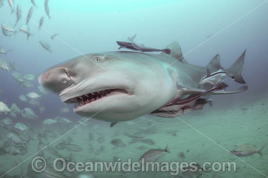 Lemon Shark Florida photo Lemon Shark Florida photo