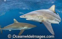 Blacktip Shark Photo - Michael Patrick O'Neill