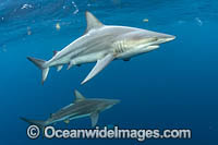 Blacktip Shark Photo - Michael Patrick O'Neill