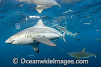 Blacktip Shark Photo - Michael Patrick O'Neill