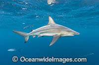 Blacktip Shark Photo - Michael Patrick O'Neill