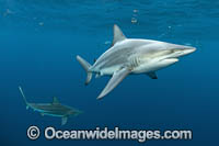 Blacktip Shark Florida Photo - Michael Patrick O'Neill