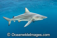 Blacktip Shark Photo - Michael Patrick O'Neill