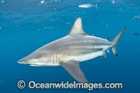 Blacktip Shark Florida Photo - Michael Patrick O'Neill