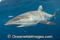 Silky Shark Florida Photo - Michael Patrick O'Neill
