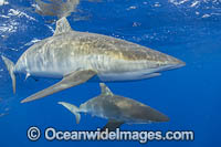 Silky Shark Florida Photo - Michael Patrick O'Neill