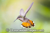 Ruby Topaz Hummingbird Photo - Michael Patrick O'Neill
