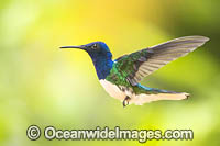 White-necked Jacobin Hummingbird Photo - Michael Patrick O'Neill