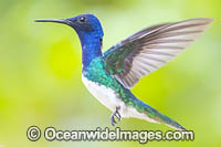 White-necked Jacobin Hummingbird Photo - Michael Patrick O'Neill