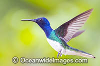 White-necked Jacobin Hummingbird Photo - Michael Patrick O'Neill