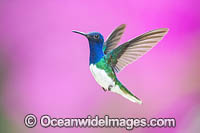 White-necked Jacobin Hummingbird Photo - Michael Patrick O'Neill