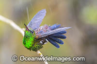Copper Rumped Hummingbird Photo - Michael Patrick O'Neill