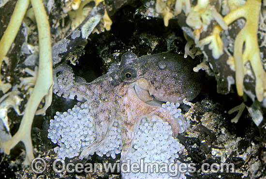 Pygmy Octopus with eggs photo Pygmy Octopus with eggs photo