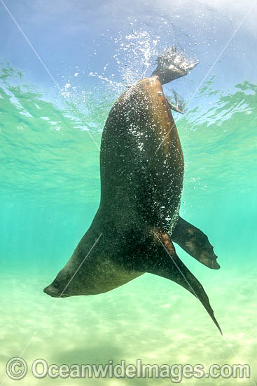 Australian Fur Seal Port Phillip Bay photo Australian Fur Seal Port Phillip Bay photo