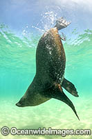 Australian Fur Seal Port Phillip Bay Photo - Gary Bell