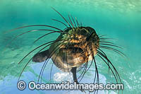 Australian Fur Seal Port Phillip Bay Photo - Gary Bell
